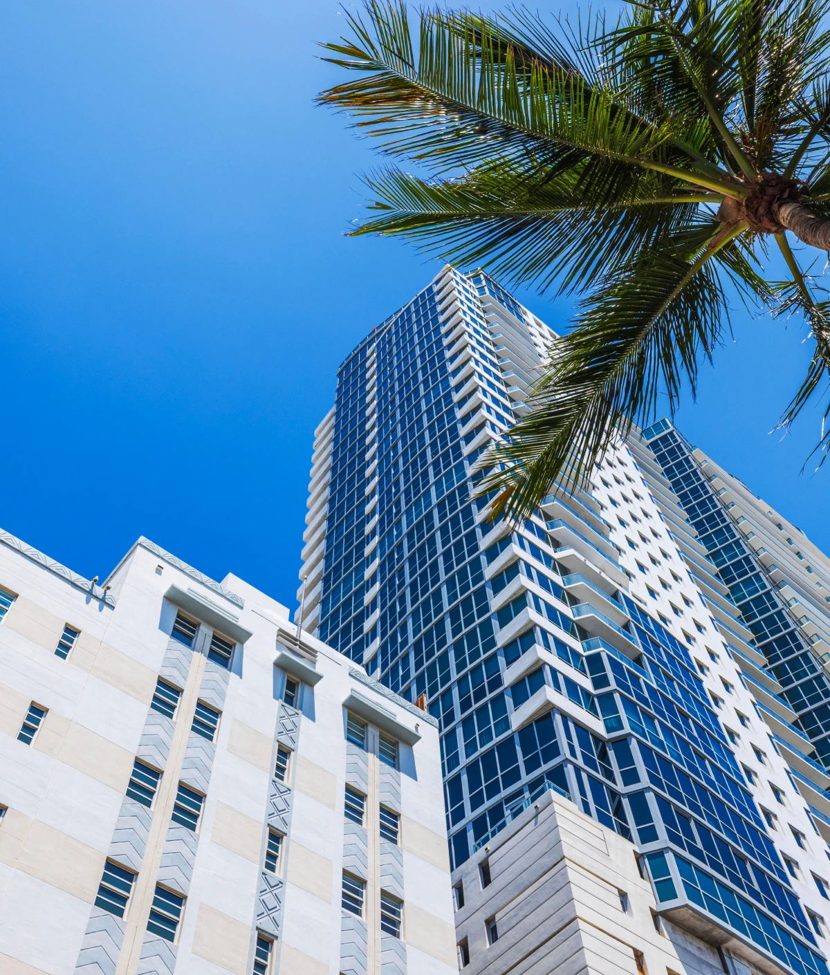 Modern skyscraper and palm tree under blue sky